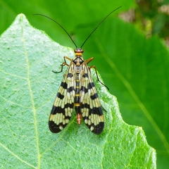 Panorpa meridionalis