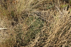 Camphorosma monspeliaca