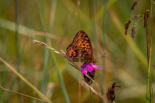 Dark Green Fritillary