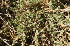 Camphorosma monspeliaca