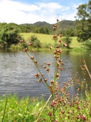 Juncus microcephalus