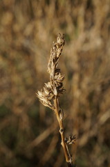 Camphorosma monspeliaca