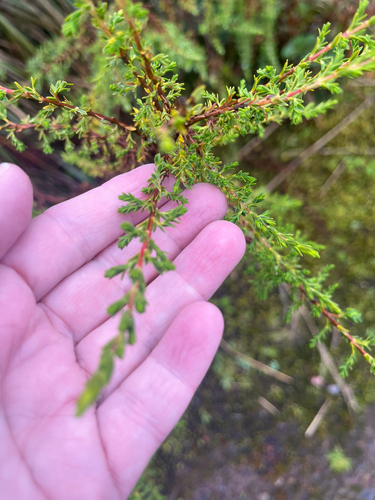 Hypericum laricifolium, photograph 1