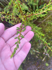 Hypericum laricifolium, photograph author not stated, no rights reserved