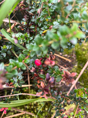 Hypericum laricifolium, photograph author not stated, no rights reserved