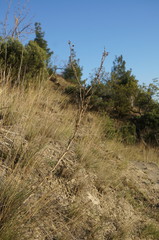 Seseli dichotomum