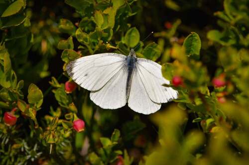 common bilberry