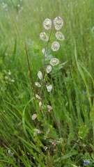 Thysanocarpus radians