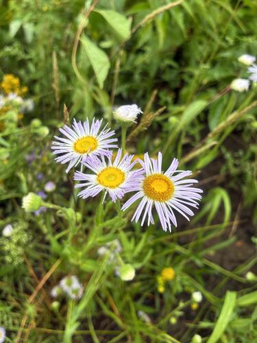 Erigeron glabellus, photograph 6