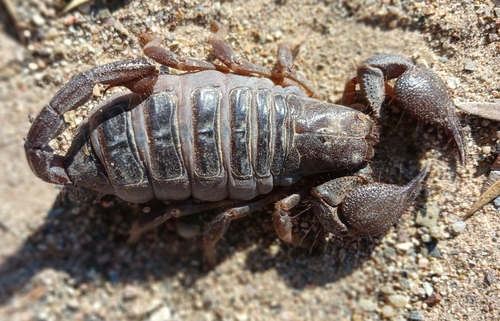 Opistophthalmus opinatus