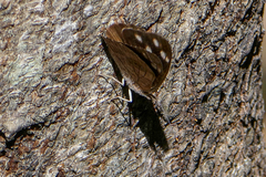 Eunica monima modesta