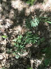Polytaenia nuttallii