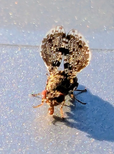 Peacock Fly