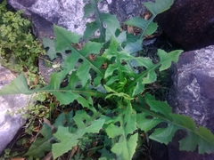 Taraxacum