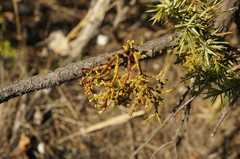 Arceuthobium oxycedri