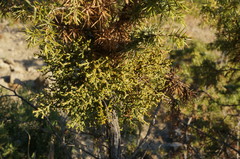 Arceuthobium oxycedri