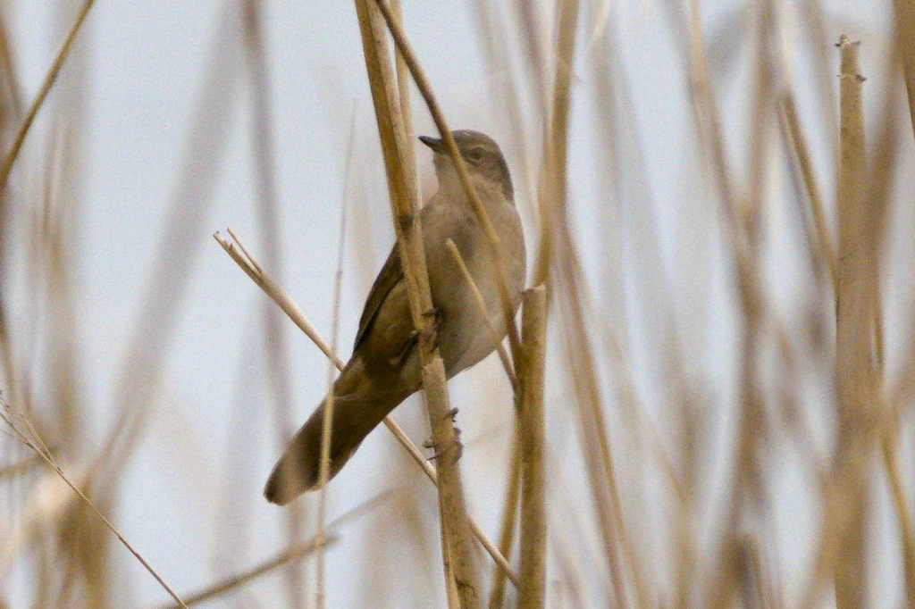 Savi's Warbler