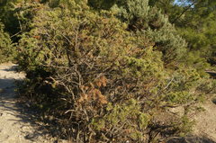 Arceuthobium oxycedri