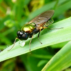 Chloromyia