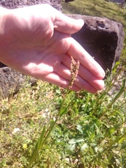 Rumex
