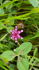 Trifolium depauperatum