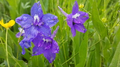 Delphinium variegatum