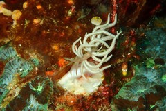 Phyllodesmium briareum
