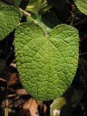 Salvia palifolia