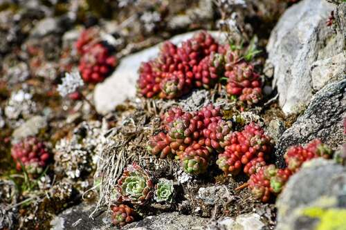 Dark Stonecrop