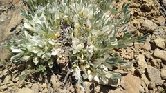Astragalus gilviflorus