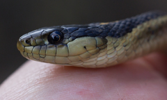 Thamnophis atratus