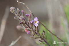 Campylanthus salsoloides