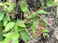 Tetraneura