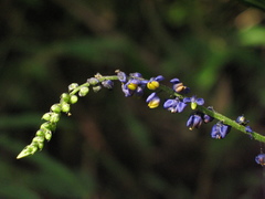Monnina tenuifolia