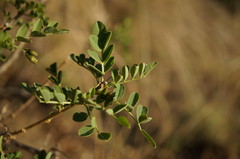 Colutea cilicica