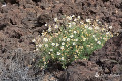 Argyranthemum frutescens