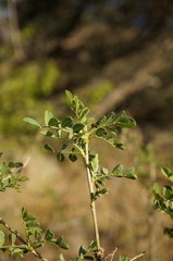 Colutea cilicica