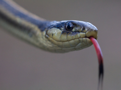 Thamnophis atratus