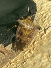 Edessa leucogramma