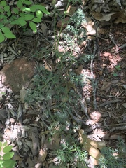 Lomatium foeniculaceum