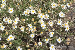 Argyranthemum frutescens