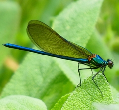 Calopteryx xanthostoma