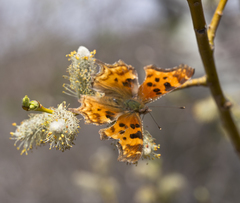 Polygonia satyrus