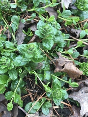 Lysimachia nummularia