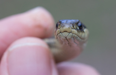 Thamnophis atratus