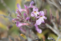 Campylanthus salsoloides