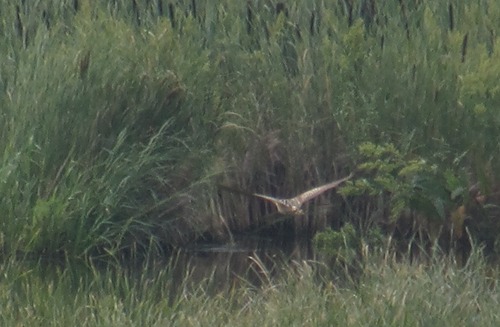 iNaturalist image