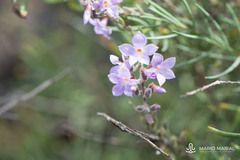 Campylanthus salsoloides