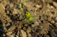 Euphorbia taurinensis