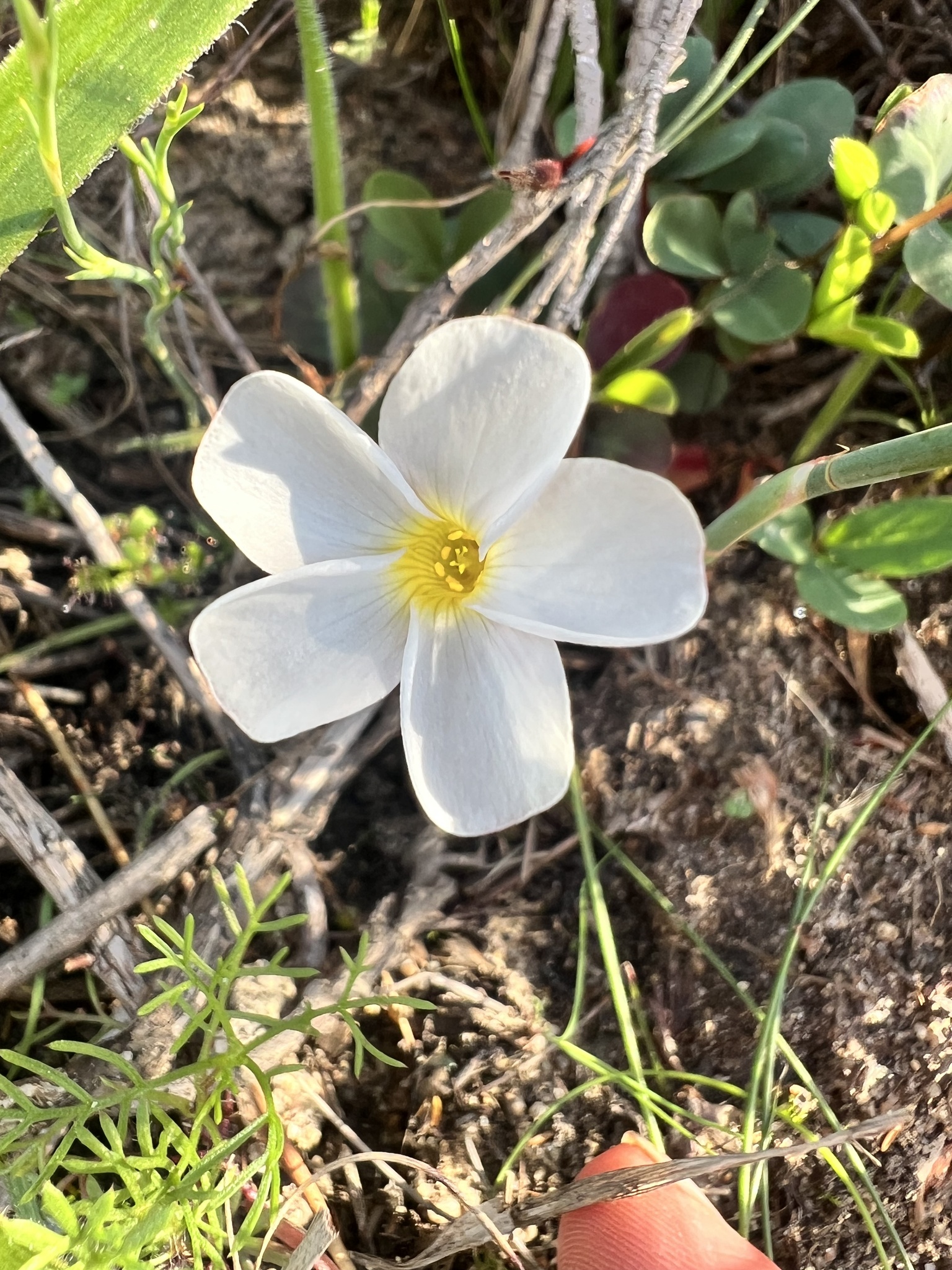 Oxalis minuta Thunb.